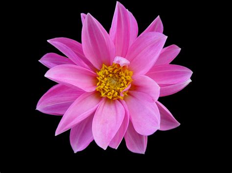 Free Photo Pink Flower Beautiful Blooming Blossom Free Download