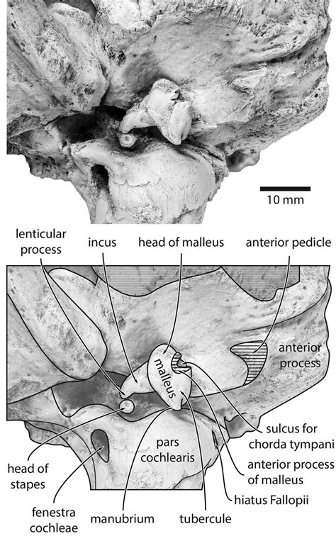 Photograph And Line Drawing Of The In Situ Holotype Right Auditory