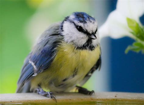 Top 5 Des Oiseaux Les Plus Répandus Dans Nos Jardins