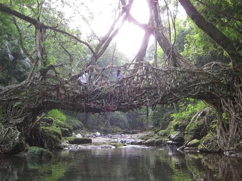 Trippy Places Bridge To Middle Earth Cherrapunji Root Bridges