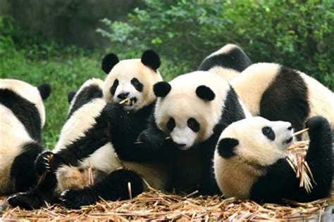 Insuring Panda Monium Insurance Business Canada