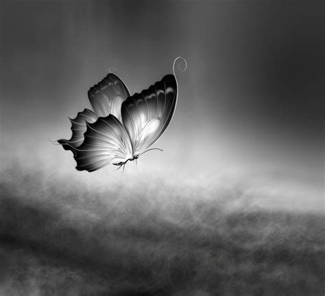 Butterfly Dream | Butterfly black and white, Butterfly wallpaper