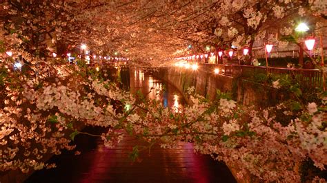 This Beautiful Cherry Blossom Festival Will Light Up Your Life