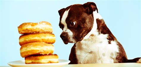 A puppy eats a lot of food. Can Dogs Eat Human Food? - Best Large Breed Puppy Food Guide