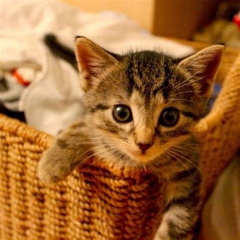Pin By Lydia Bates On Cats Kittens Cutest Kittens Cute Cats And Kittens