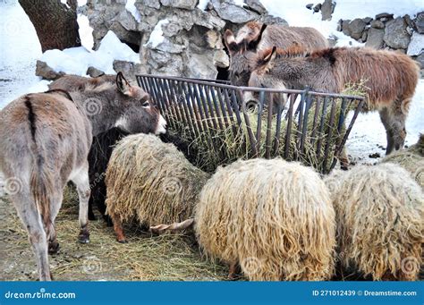 Common Donkey Equus Asinus Stock Image Image Of Neddy Asinus