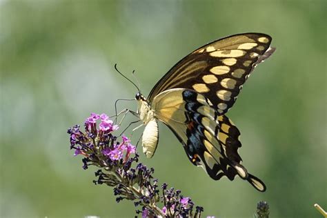 Giant Swallowtail Butterfly Nectaring On Butterfly Bush Butterfly Bush Swallowtail Butterfly