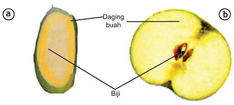 Bagian Bagian Tumbuhan Dan Fungsinya Buah Dan Biji Vrogue