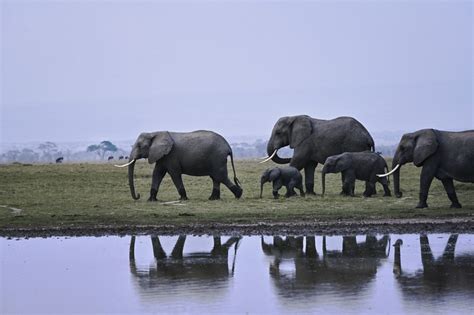 La Vida Social De Los Elefantes Ayuda A Las Crías Huérfanas A Salir