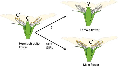 Female Plant Diagram