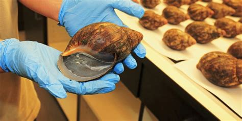 Usda Seizes More Than 1200 Illegal Giant Snails Fox News
