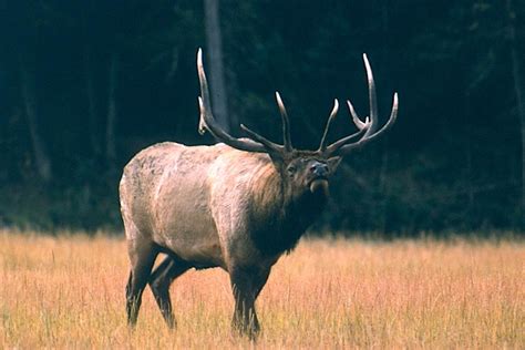 Hunt To Reduce Grand Teton National Park Elk Herd This Weekend