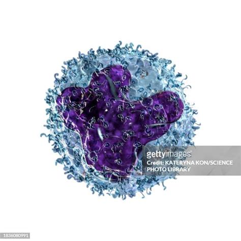 Monocyte Photos And Premium High Res Pictures Getty Images