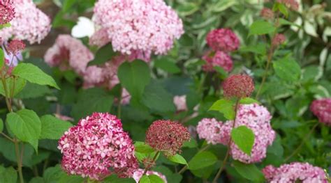 21 Hydrangea Varieties That Love Full Sun