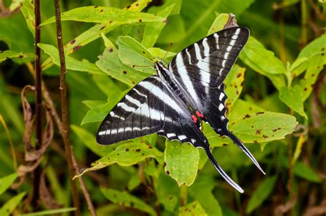 See more ideas about butterfly inspiration, butterfly, butterfly quotes. Zebra Swallowtail Butterfly