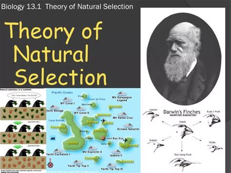 PPT Biology 13 1 Theory Of Natural Selection PowerPoint Presentation