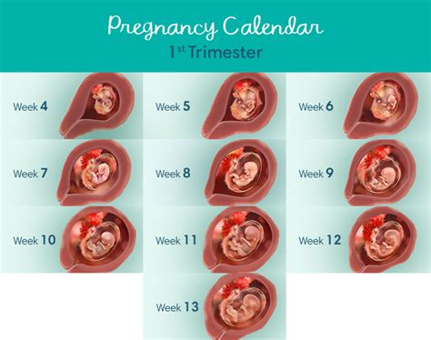 First Trimester Pregnancy What To Expect Baby Development