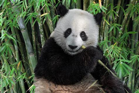 Young Panda Bear In Bamboo Forest Photograph By Arterra Picture Library