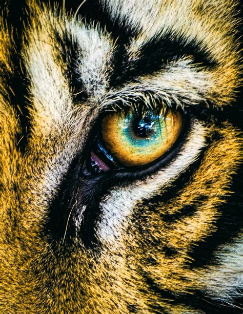 Eye Of The Tiger Close Up Image Of A Tigers Eye Im Ofte Flickr