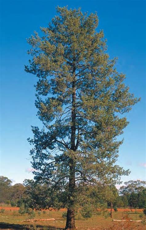 Australian Native Pine Trees Alaine Brunson