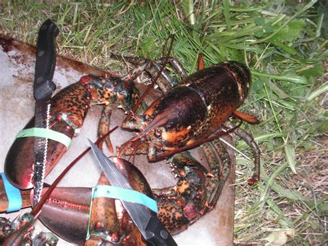 Lobster Knife Fight Adventures In Sauce Flickr