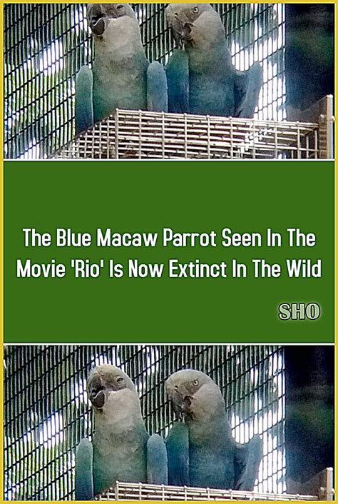The Blue Macaw Parrot Seen In The Movie Rio Is Now Extinct In The Wild