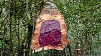Rosewood: The Tree that Bleeds – BBC (2020) | Natural History Nature ...