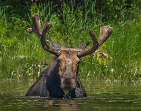 Bull Moose By Buckmaster Maine Moose Villagephotos