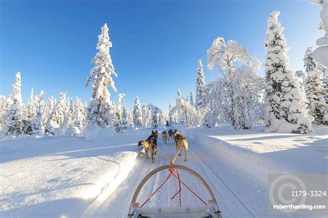Dog Sledding Kuusamo Northern Ostrobothnia Stock Photo