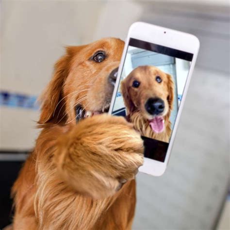 Pin By Joseph Ramiro Macias Perez On Animals Dogs Pets Best Selfies