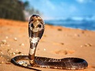 Datos de la serpiente cobra real - Interesante - 2023