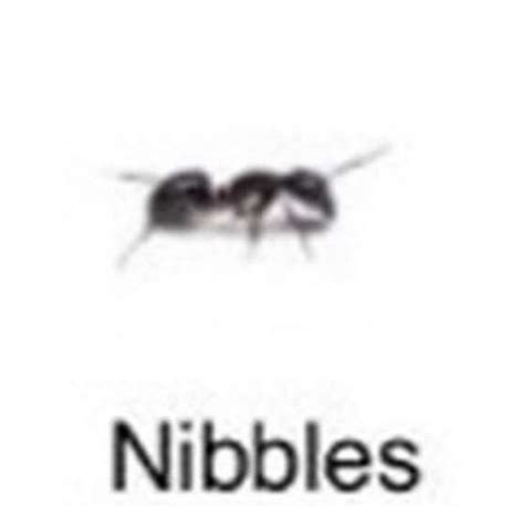 Nibbles Cool Bugs Insects Names Funny Doodles