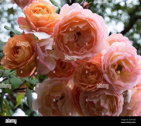 Rosa Lady Emma Hamilton Stock Photo Alamy