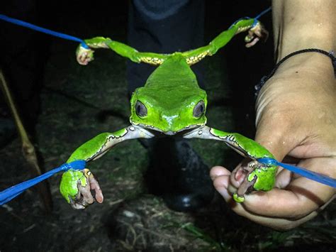 Sapo Frog Phyllomedusa Bicolor Kambo Harvest Rainforest Healing Center