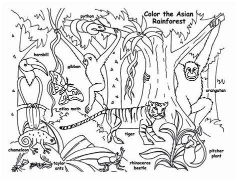 Forest Animal Coloring Pages Inspirational Rainforest Animals Coloring