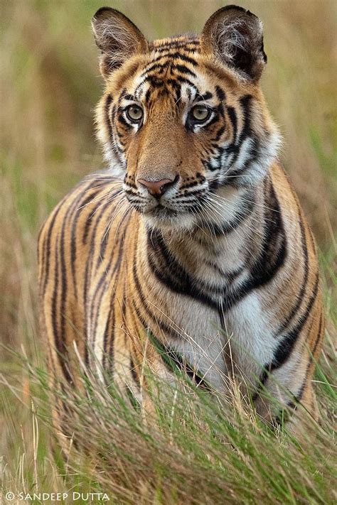 Female Tiger Bandhavgarh India Big Cats Pinterest