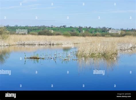 Reeds And Landscape Westhay National Nature Reserve Somerset Stock