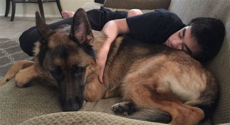 Ozzy Cuddling With Jake Dog Love German Shepherd Gsd