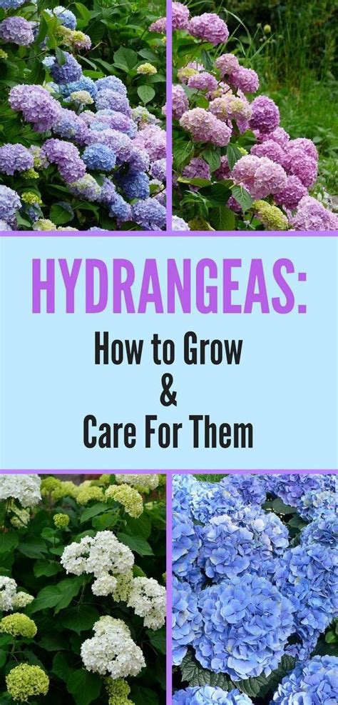 How To Care For Hydrangea A Comprehensive Guide Ihsanpedia