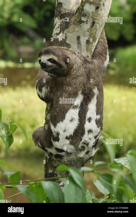 Brown Throated Three Toed Sloth Bradypus Variegatus Amacayacu