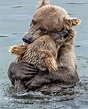 Bears hug. : r/AnimalsBeingBros