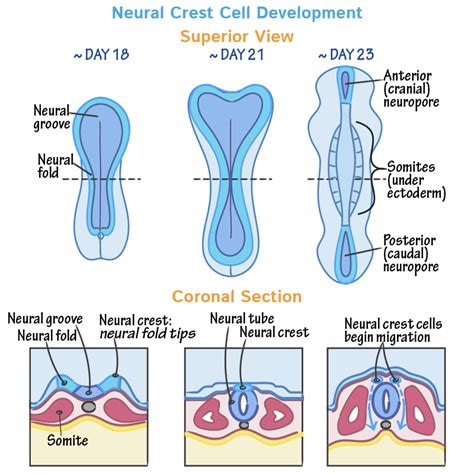 Embryology Glossary Neural Crest Cell Differentiation Draw It To Know It