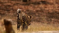 Leopards of Dead Tree Island - National Geographic Channel - Asia