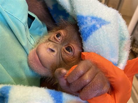 New Orleans Welcomes New Baby Orangutan The Columbian
