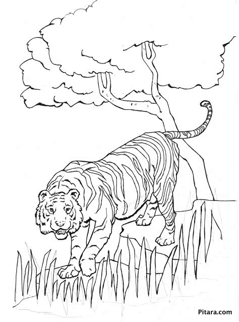 Tiger Coloring Page Pitara Kids Network