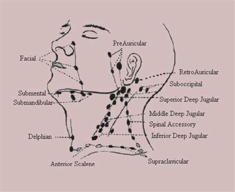 👉 Cervical Lymph Nodes Anatomy Diagram Location Treatment