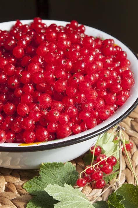 Red Currant Berries In A Large Bowl Stock Photo Image Of Fruit