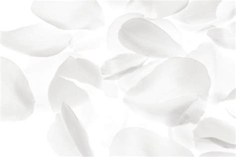 White Rose Petals Images Browse 947427 Stock Photos Vectors And