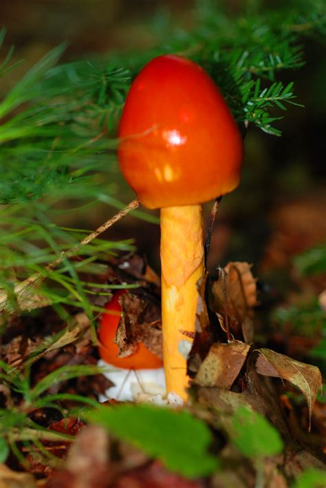Amanita Article From The Granite State News New