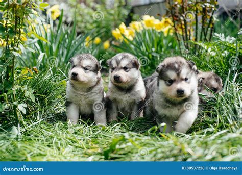 Alaskan Malamute Puppies Stock Photo Image Of Outdoor 80537220